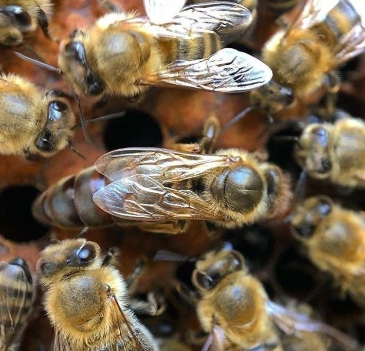 Пчеломатки в наявності карніка