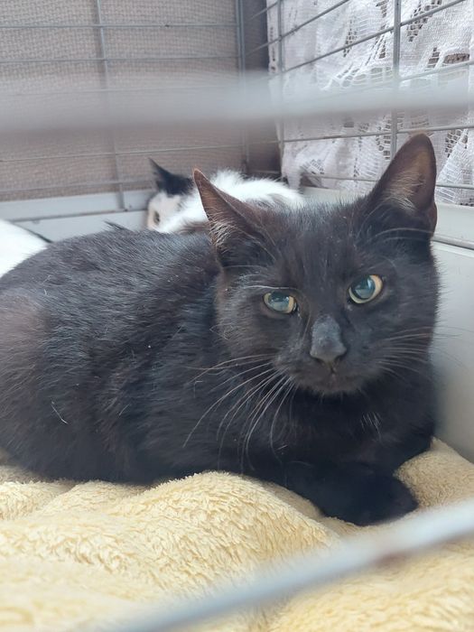 Na cito domek dla 2 kociaków