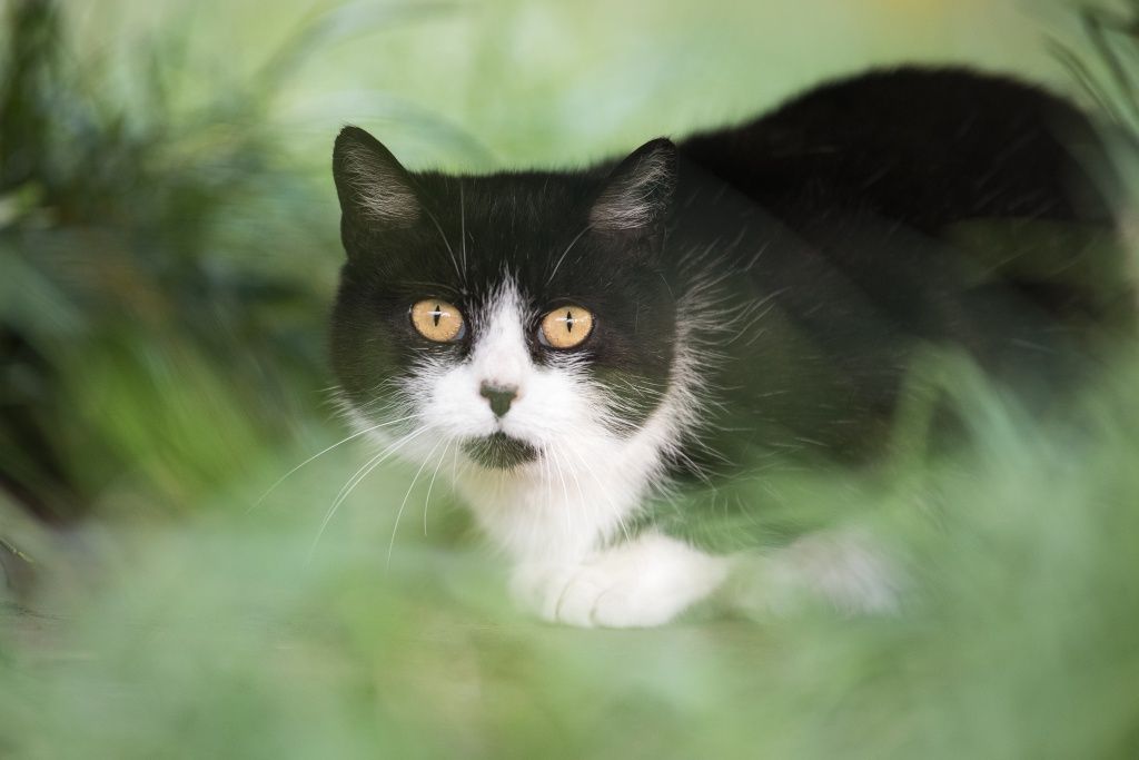 Kotka Iwa dla cierpliwych ludzi do adopcji!