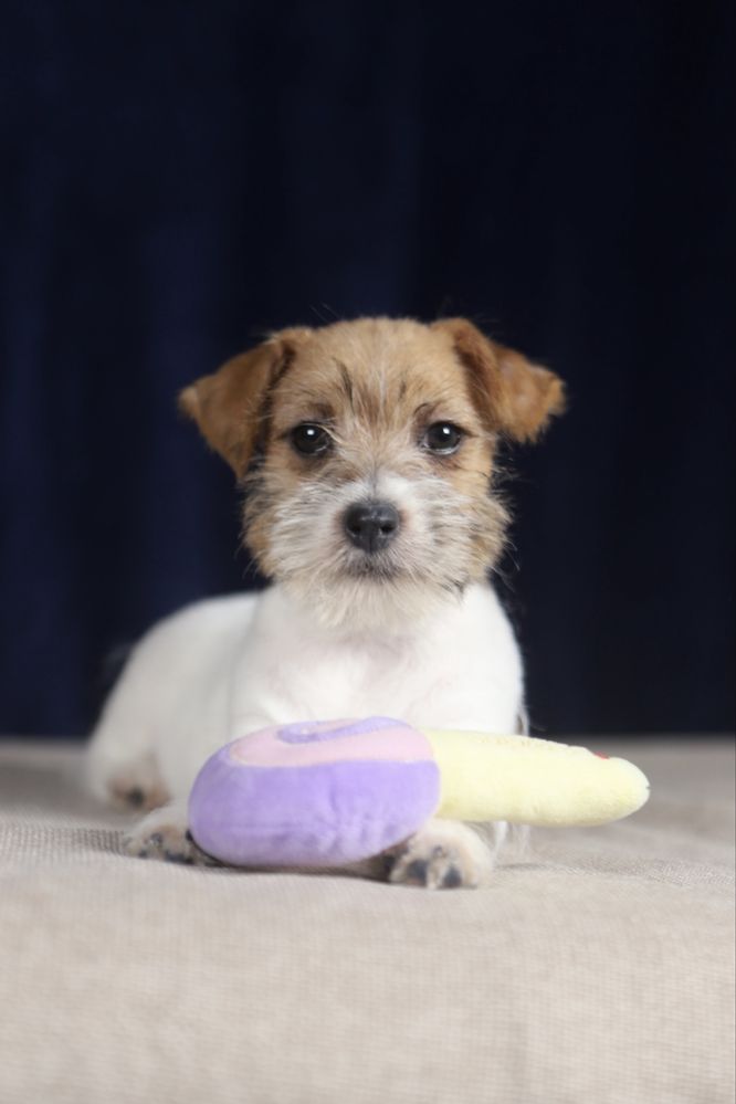 suczka Jack Russell terrier ZKWP/FCI szorstkowłosa