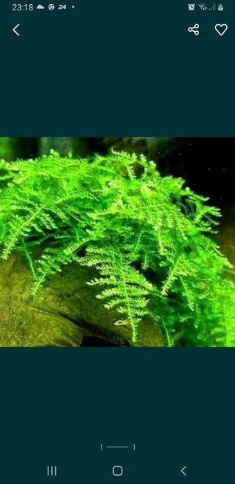 Mech mega duże porcje.