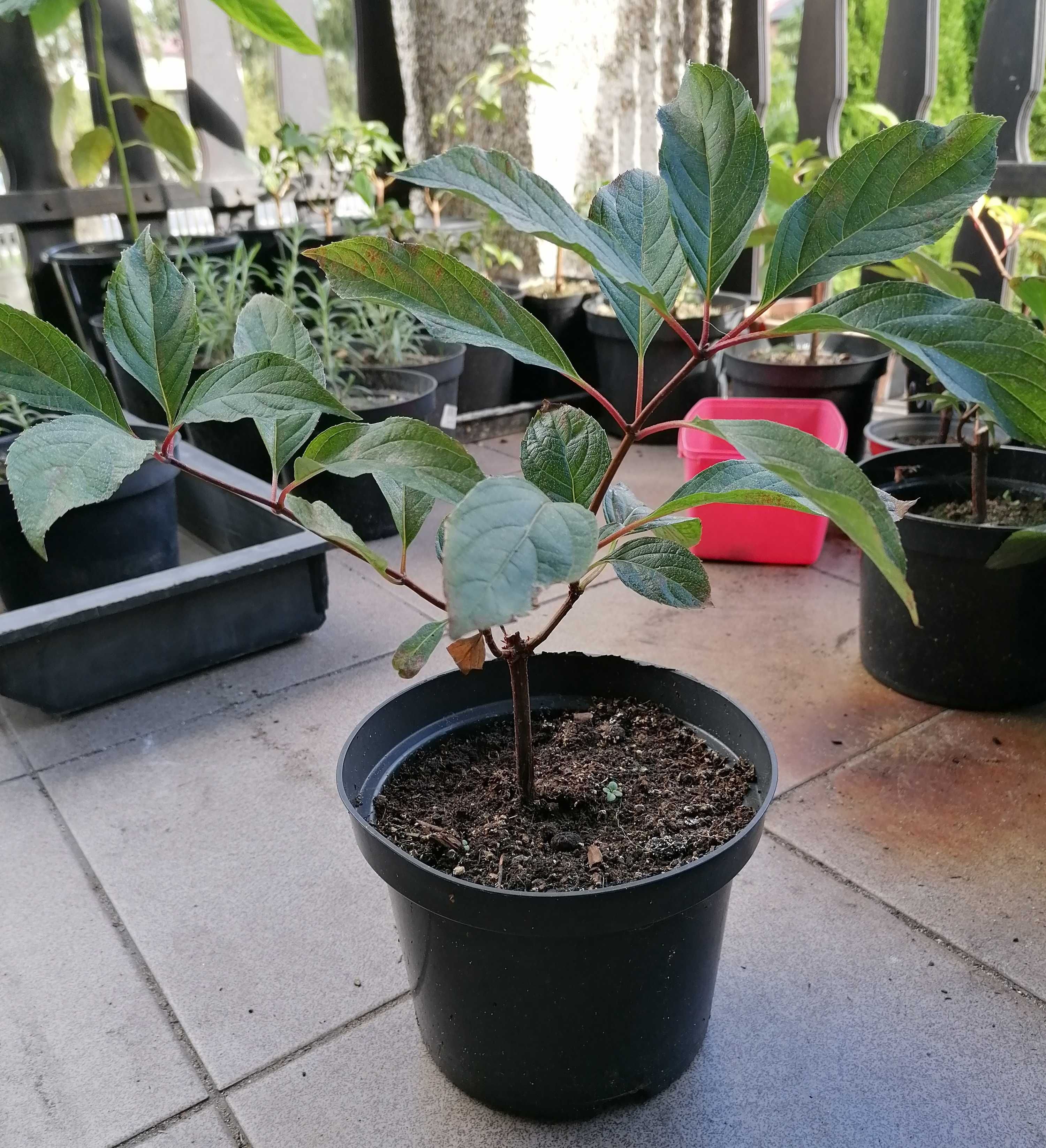 Hortensja bukietowa sprzedam