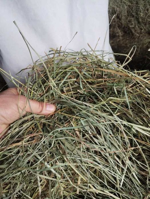 NOWOŚĆ 3kg sianko  " MŁODSZE SIOSTRY " suszone naturalnie " BOROWIK "