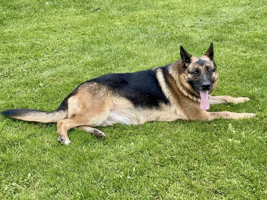 AZA - mądra i wierna przyjaciółka czeka na dom.