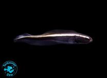Pholidichthys leucotaenia S, ryba morska, akwarium morskie