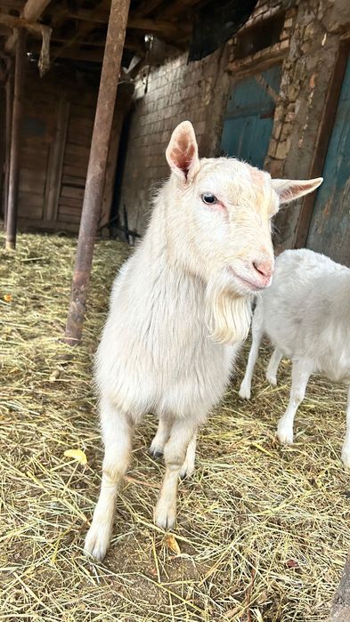 Продам великого цапа полтавської і зоанівської порід. Бородянка