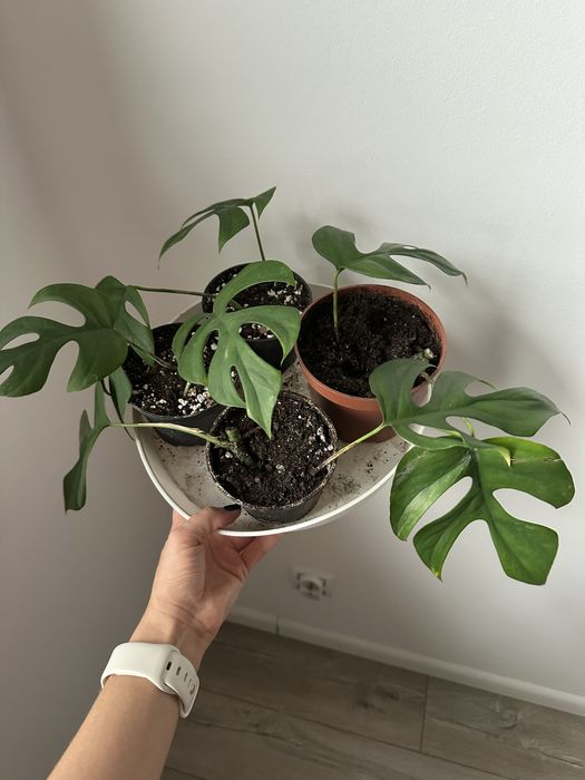 Monstera minima, sadzonki