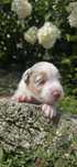 Border collie piesek red merle tri
