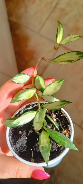 Hoya hoja Lacunosa variegata