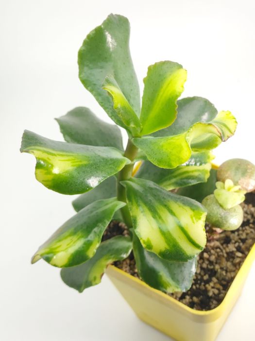 Красула, грошове дерево, толстянка, денежное дерево