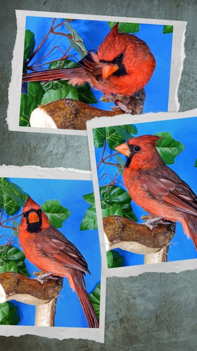 Kardynał szkarłatny sprzedam/zamienię na inne