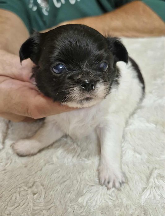 Chihuahua  mini dziewczynka długowłosa Wifika