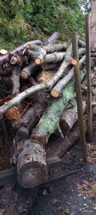 Drewno z drzew owocowych.