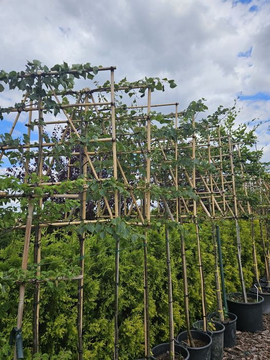 Tuja szmaragd 120 cm.3 l. PRODUCENT KORA