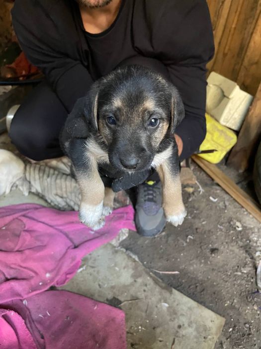 Віддамо в добрі руки цуценят знайдених в лісі