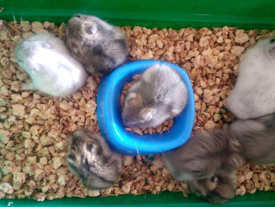 Джунгарский хомяк