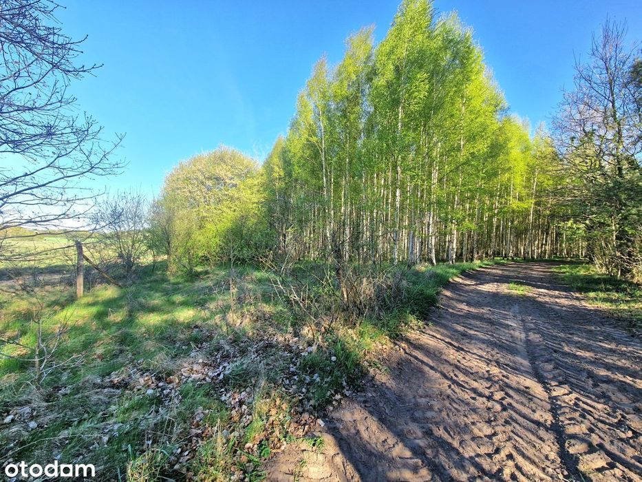 Blisko jezioro, dojazd drogą gruntową, zadrzewiony.