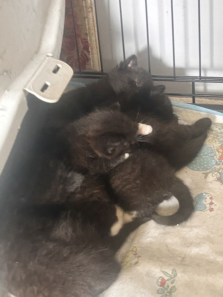 Mamy na dt prześliczne kociątka do adopcji