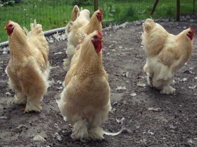 Кохінхін зозулений, помаранчевий. Яйце інкубаційне