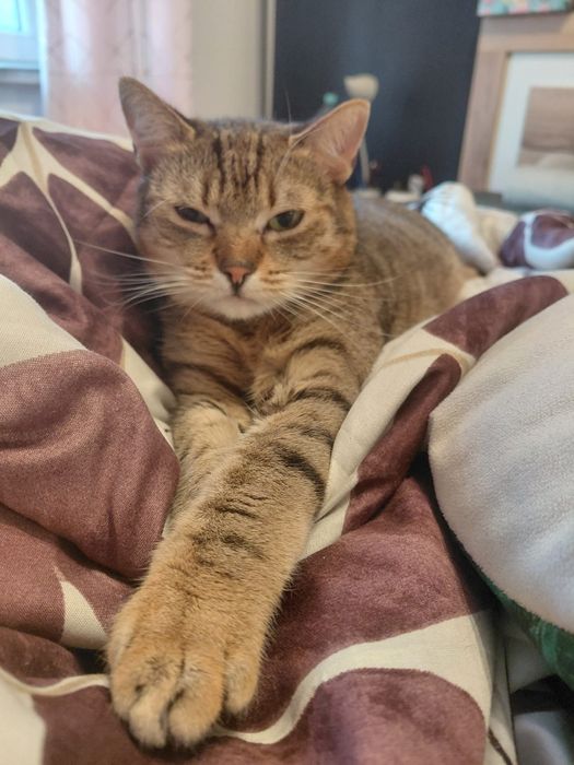 Lonia ,cudna kotka szuka swojego domku