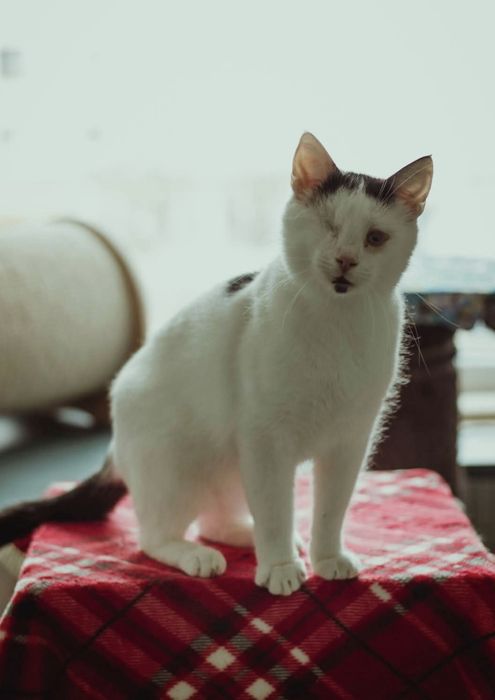 Cudowny niewidomy kocurek potrzebuje domu