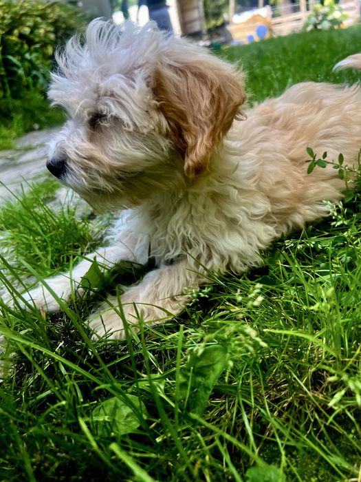 Maltipoo F1 Suczka