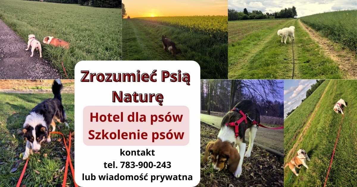 Hotel dla psów, szkolenie psów