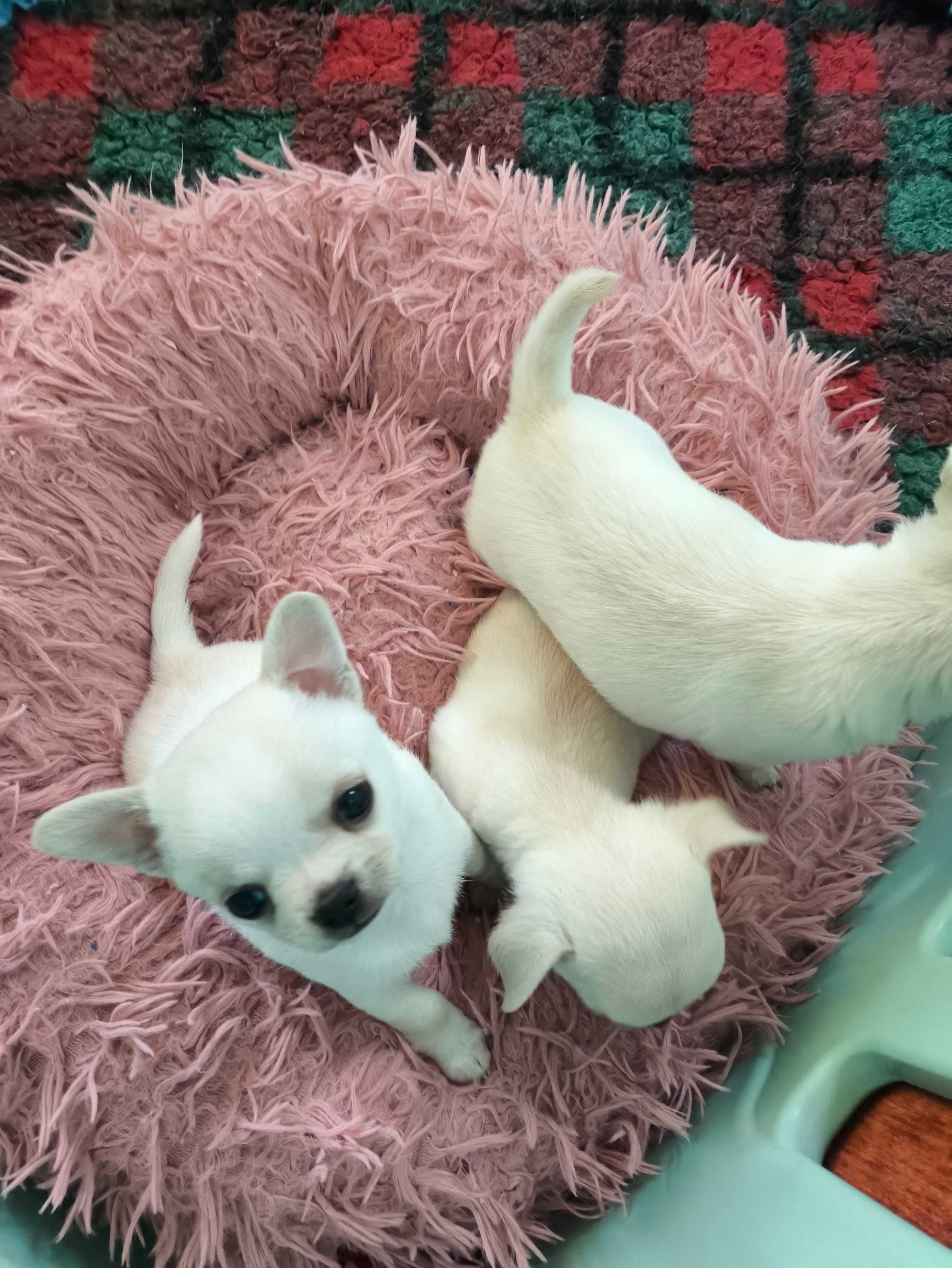 SUCZKA Chihuahua Krótkowłosa po Ch.PL, W-wa