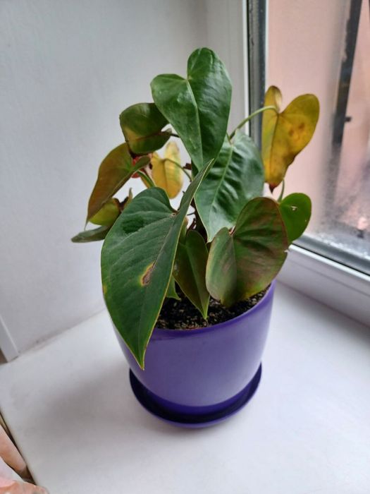 Продам Антуріум червоний