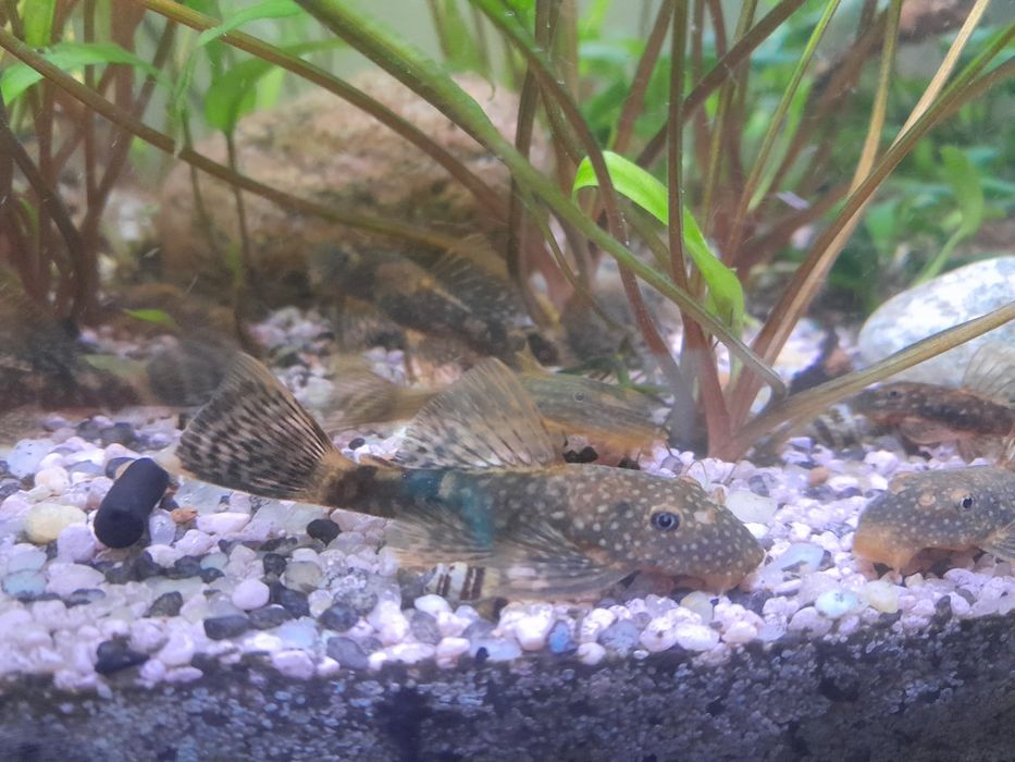 Glonojad zbrojnik ancistrus Celico