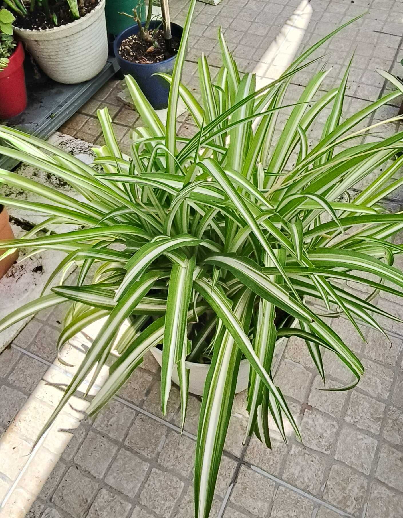 Planta Aranha / Chlorophytum