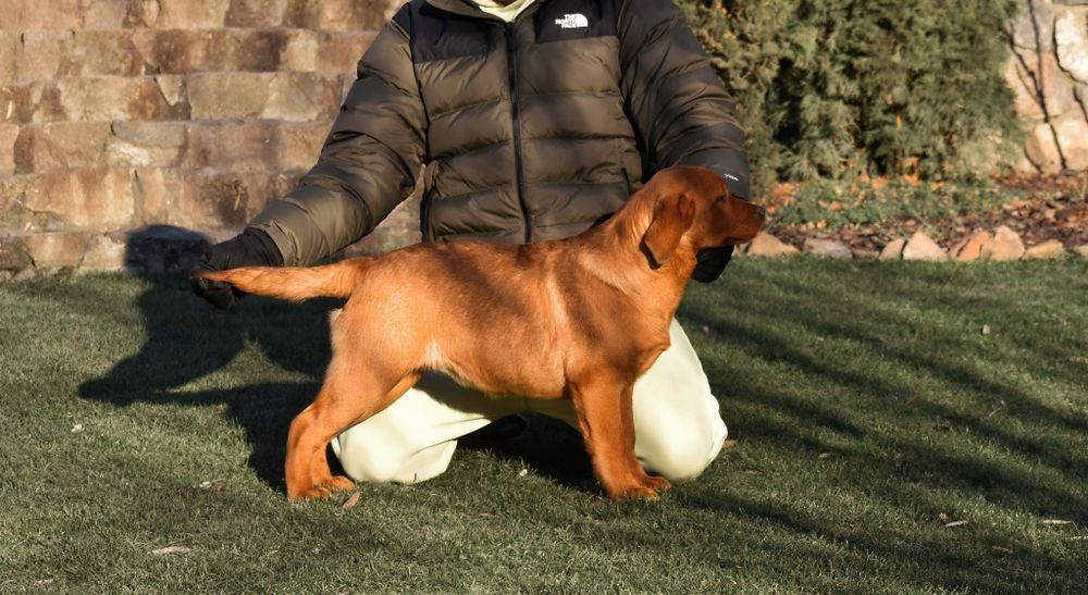 Лабрадор фоксред ексклюзив