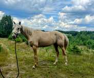 Izabelowata palomino  klacz wielkopolska