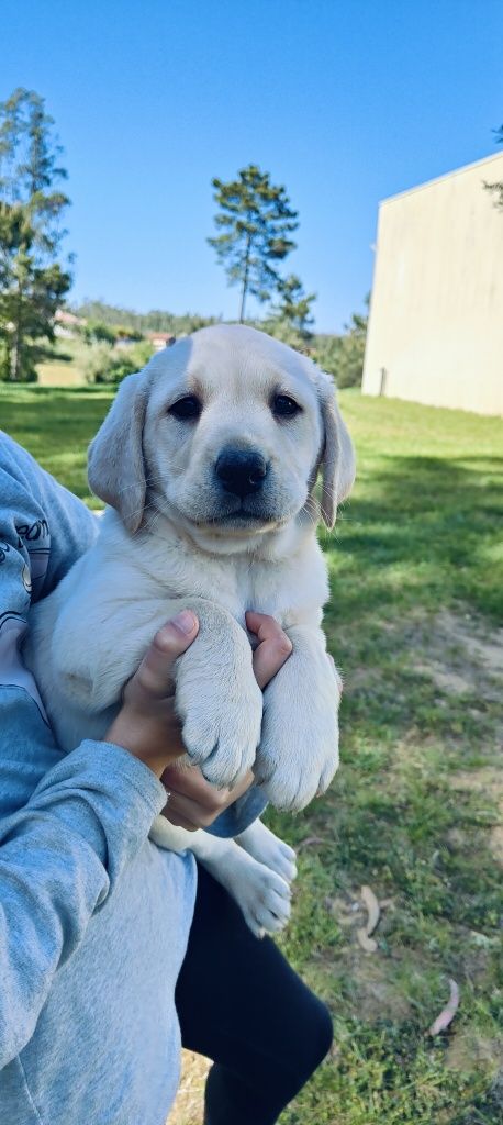 Labrador Retriever