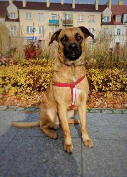 Kajtek – młody, proludzki kanapowiec szuka domu