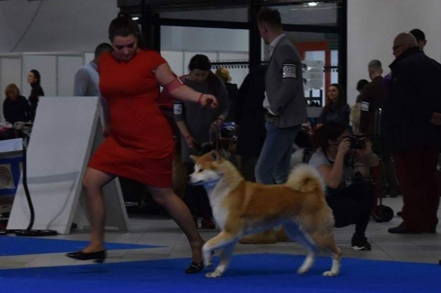 Akita japońska  suczka ZKwP