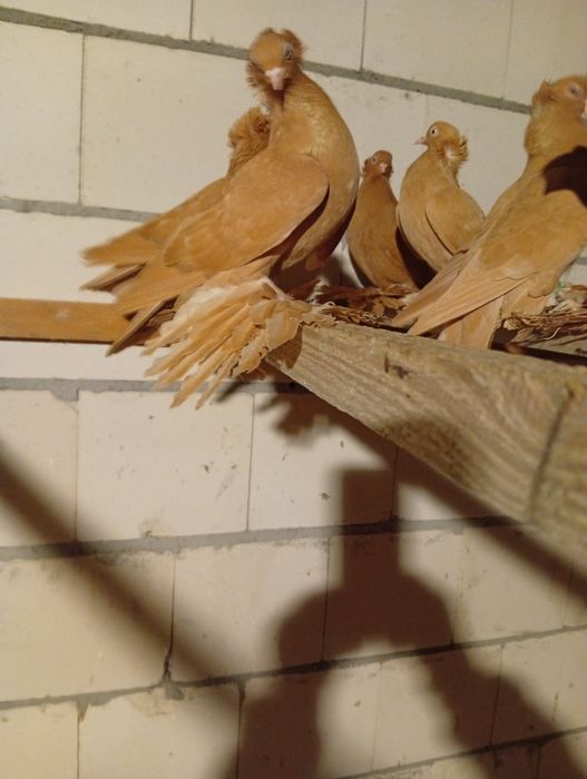 Golebie Wywrotki Blauwindry