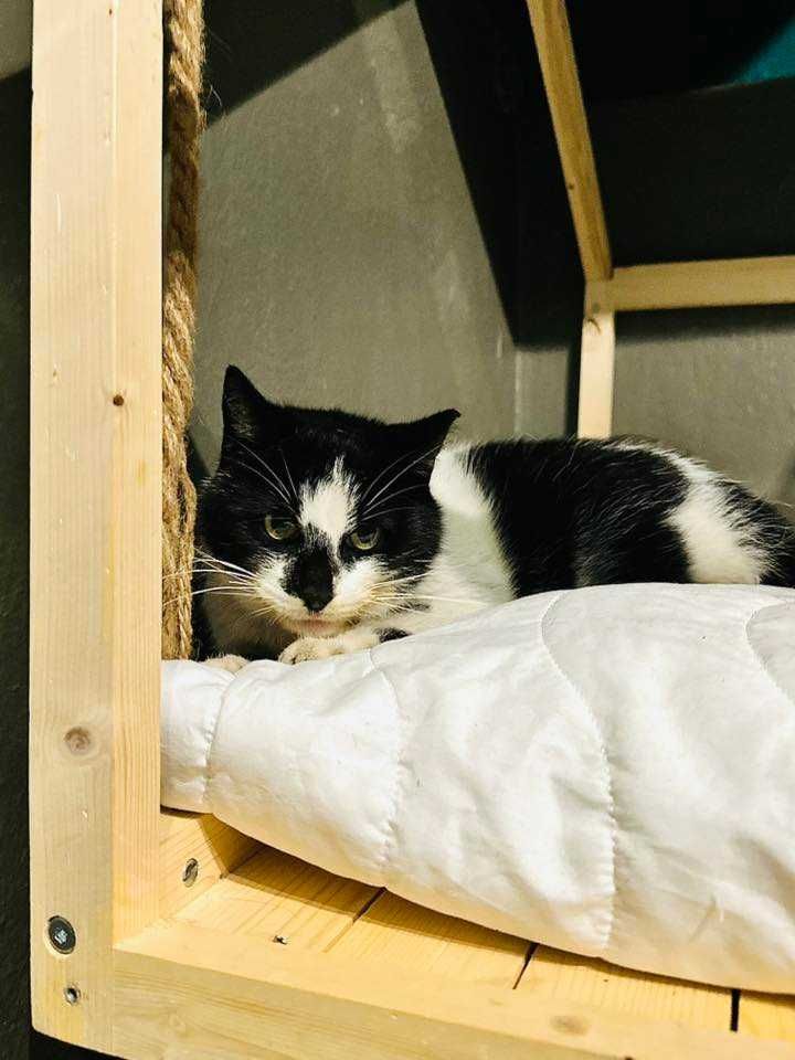 róże śliczne zadbane kociaki do adopcji