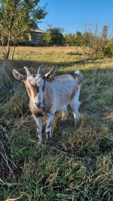 Продам молоду козу