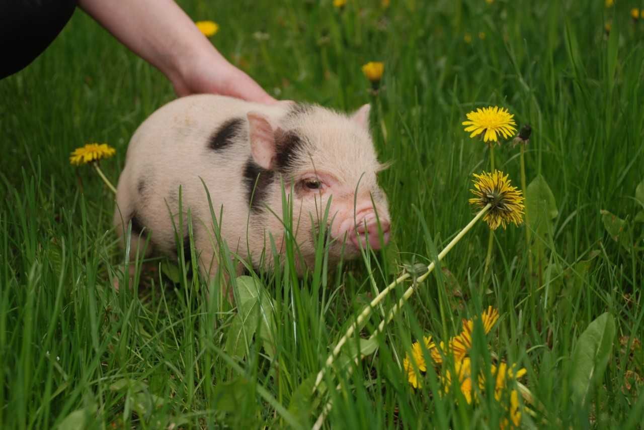 Поросята Mini Pig, карликовые свинки породы бергштрессер книрт