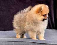 Szpic miniaturowy, Pomeranian - suczka ORANGE