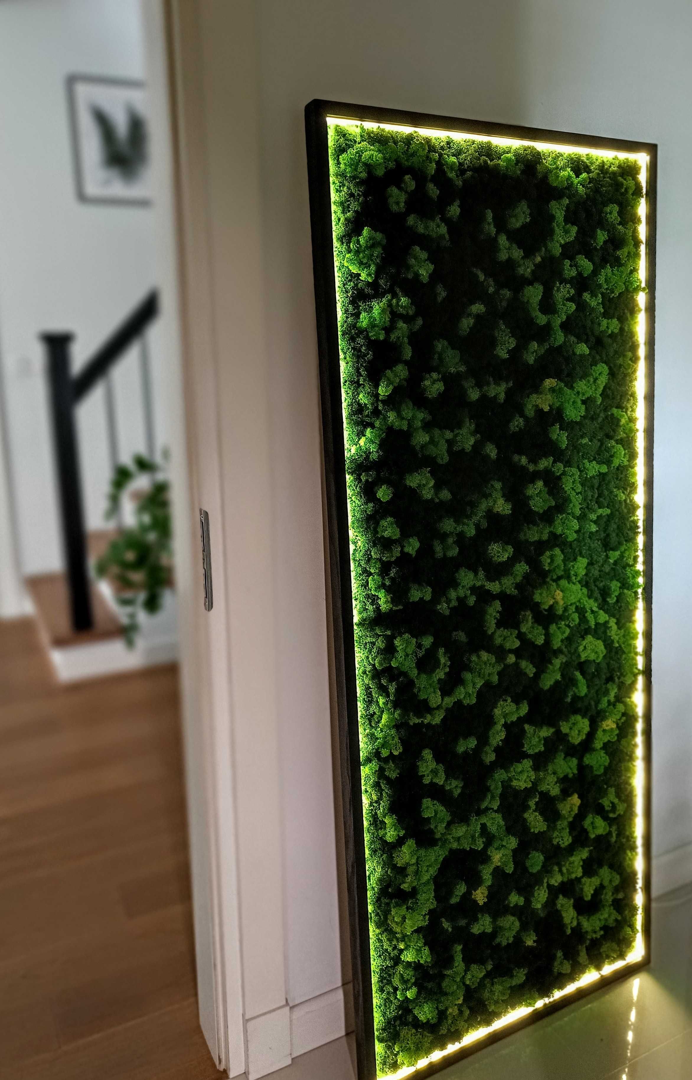 Rama podświetlona LED 100x40cm z mchem poduszkowym, chrobotkiem