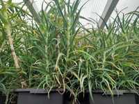 Aloes leczniczy kilkuletni donica/kalfas