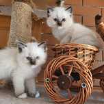 Ragdoll Ragdolle Ragdollowo