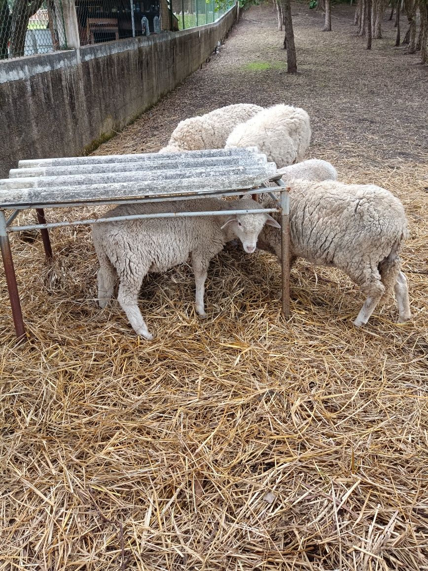 Vendo duas ovelhas e um borrego