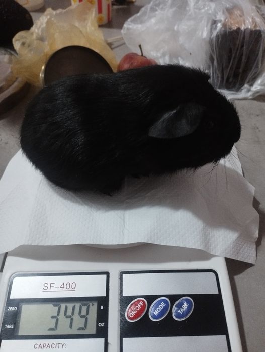 Морские свинки породы английский селф