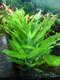 Hygrophila thailand - rośliny akwariowe