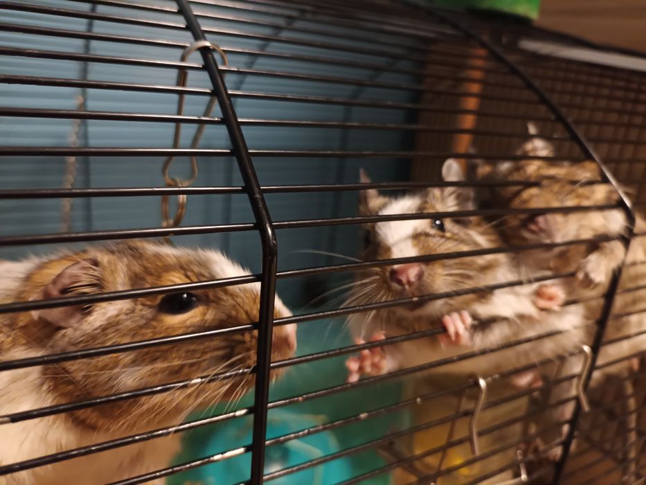 Koszatniczki 5miesięczne trzy szt.