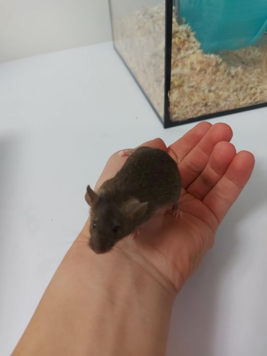 Myszki samce  2 sztuki