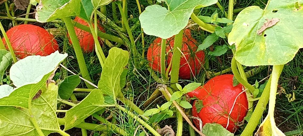 Dynia hokkaido 20 kg bez nawozów z własnej działki